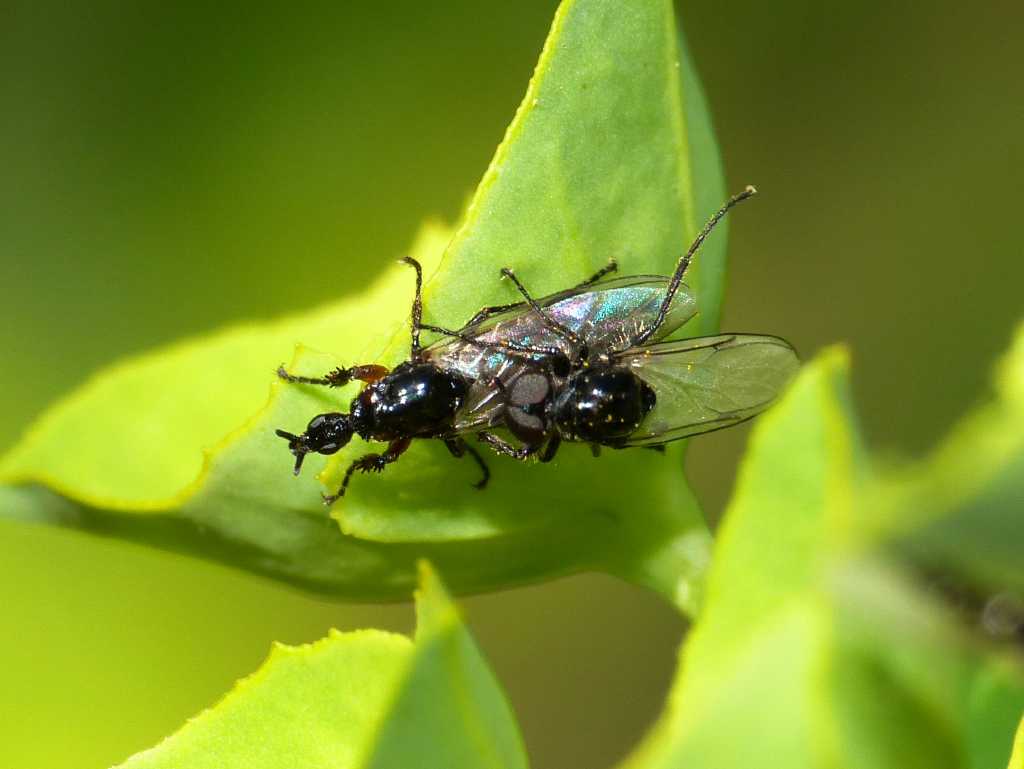 Festa di Bibionidae